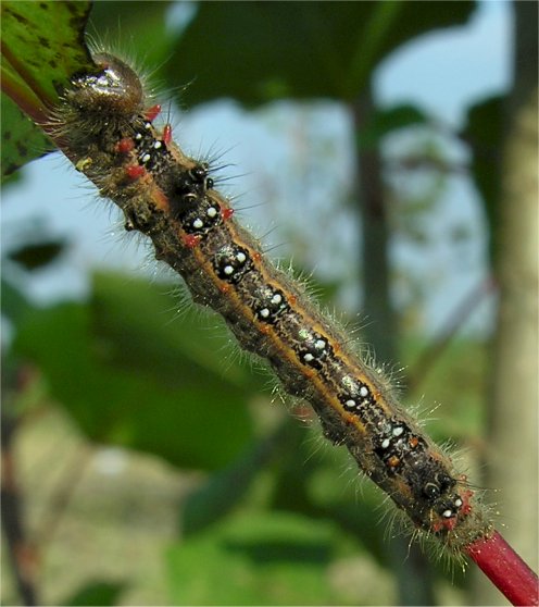 larve di lepidottero defoliatore: Clostera anastomosis